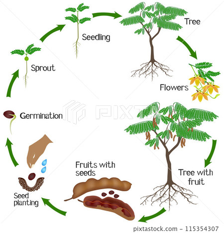 A growth cycle of tamarind plant on a white background. 115354307