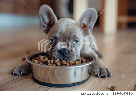 A little dog eats from a full bowl of dog food on a wooden floor. Generative AI 116408410