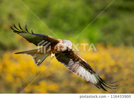 Red kite in flight against colourful background 116433900