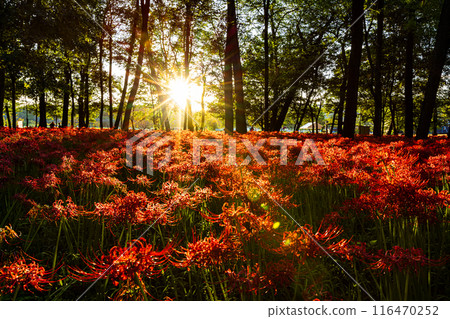 Saitama Prefecture, Kinchakuda: Red spider lilies illuminated by the setting sun 116470252