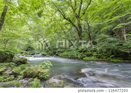 Summer Oirase Gorge, Ishigedo Rapids, Towada City, Aomori Prefecture 116477293