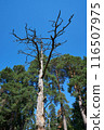 A withered pine tree in the forest against a blue sky on a sunny day 116507975