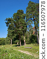 Summer landscape with tall pine trees, path and benches 116507978