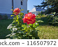 A blooming rose bush on a sunny summer day 116507972