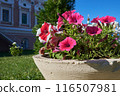 Petunia flowers in the monastery park on a clear summer day 116507981