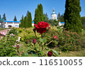 A red blooming rose in a summer park, close-up 116510055