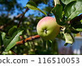 Apple tree branch in the orchard, preparation for harvesting 116510053