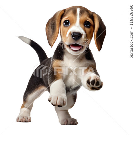 beagle puppy jumping up and down on white background, 116526960