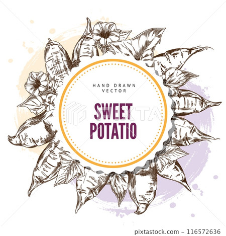 Monochrome vector round frame of Japanese sweet potato. 116572636