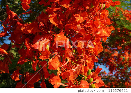 Royal Poinciana for gardening and roadside trees 116576421