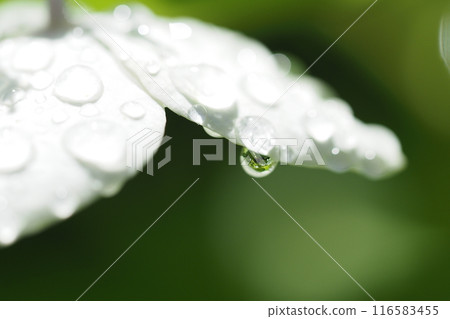 Rain drops on the petals 116583455