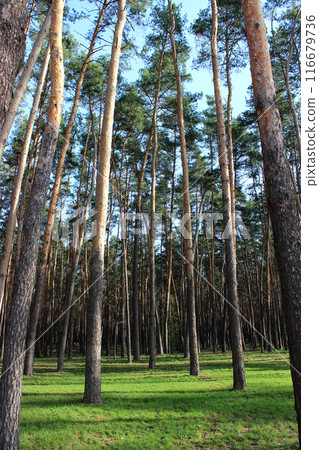 Vertical Photo Of Spring Grass Around Huge Tree Trunks Of Pine Forest In A Sunshine 116679736