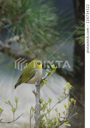 A bird that flew into the garden: a Japanese white-eye. 116734322