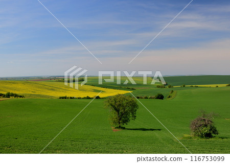 Moravian steppe near Kyjov, South Moravia, Czech Republic, Central Europe. Scenery of grassland trees and rapeseed flowers. 116753099