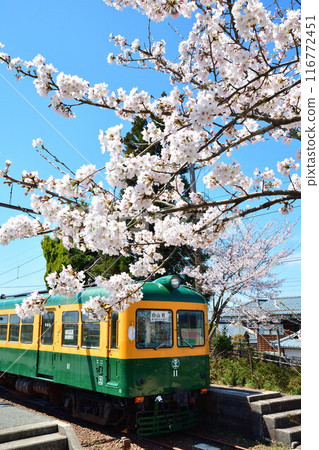 Cherry blossoms at the old Tsukigata Station (Niigata Prefecture) 116772451