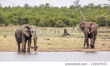 African bush elephant in Kruger National park, South Africa 116834515