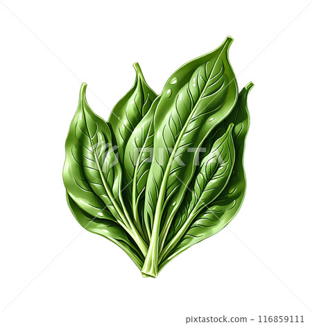 Spinach  116859111