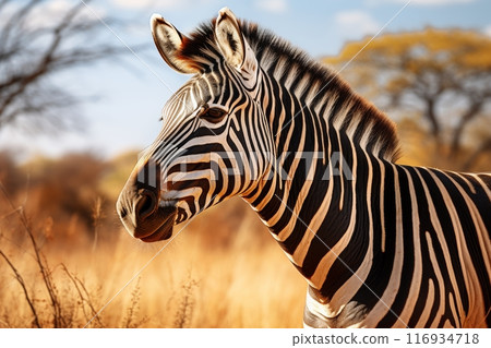 Close up thrilling zebra safari adventure amidst the wilderness 116934718