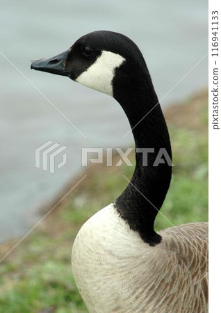 Bird in its natural habitat close view, bird background 116941133