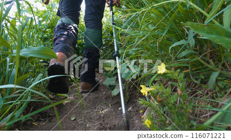 Close-up of the legs of male hiker who walks on lush grass. Hiking boots and hiking stick. A hiker on the trail during a hike. Lower angle. 116071221