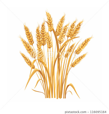 Golden wheat sheaves isolated against white background, symbolizing agriculture, harvest, breadmaking. Wheat ears, stalks, grains detailed, indicating ripe cereal crop ready harvesting. Farming 116095164