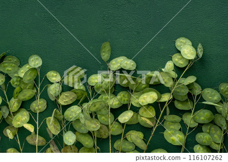 Green leafy background. Lunaria leaves. Dried flower plant. 116107262