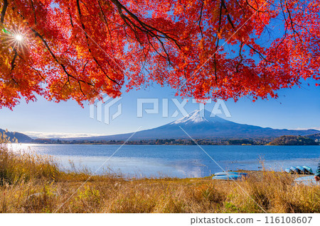 [Mt. Fuji material] Snow-capped Mt. Fuji and autumn leaves seen from Lake Kawaguchi in autumn [Yamanashi Prefecture] 116108607