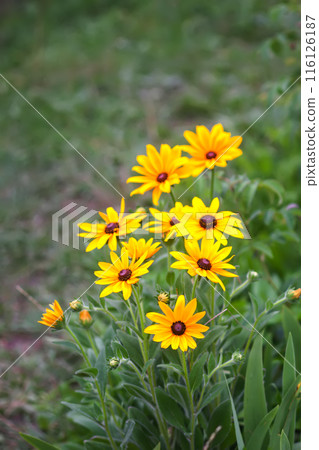 Rudbeckia hirta yellow flowers in a garden. Black-eyed Susan plants in flowering season. 116126187