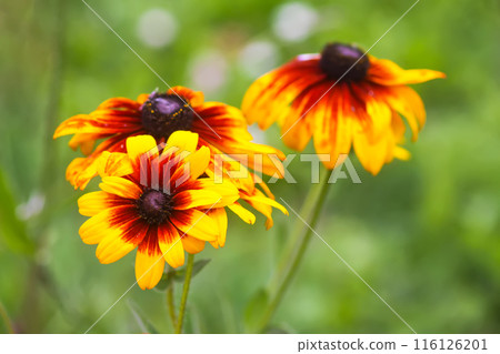 Rudbeckia hirta yellow flowers in a garden. Black-eyed Susan plants in flowering season. 116126201