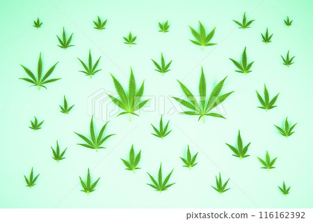 Cannabis ,marijuana isolated on white background 116162392