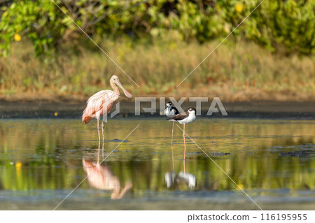 Roseate spoonbill (Platalea ajaja), Santa Catalina, Bolivar department. Wildlife and birdwatching in Colombia. 116195955