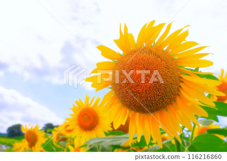 Clear blue sky and vibrant sunflowers 116216860