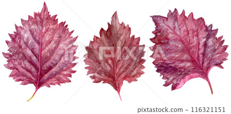 Three red shiso watercolor illustrations 116321151