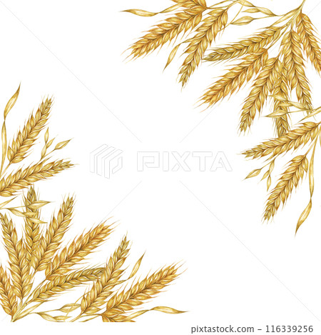 Wheat ears square frame. Barley stalks watercolor design for bread packaging, bakery branding. Rustic clipart for barn wedding invitations, autumn harvest festival, Thanksgiving, Shavuot celebration 116339256