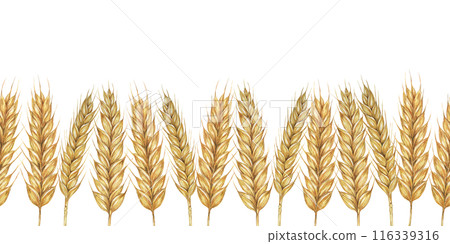 Wheat stalks seamless border, barley ears ribbon. Watercolor illustration for harvest celebration, rustic designs, beer, bread, farming themes. Clipart for textiles, packaging, backgrounds, banner 116339316