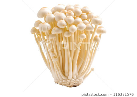 White Enoki mushroom isolated on a white background 116351576