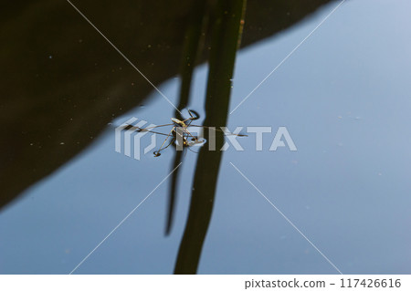 Insect Gerris lacustris, known as common pond skater or common water strider is a species of water strider, found in Europe have ability to move quickly on the water surface and have hydrophobic legs 117426616