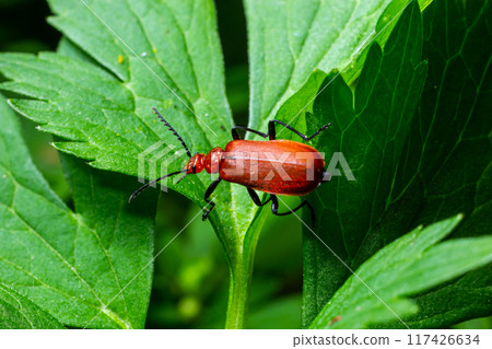 A Red-headed cardinal beetle climbing up single blade of grass 117426634