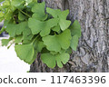 Green Ginkgo 117463396