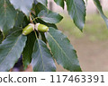 Acorn fruit 117463391