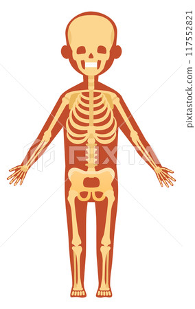 Skeletal system. Human anatomy illustration. Body bones 117552821