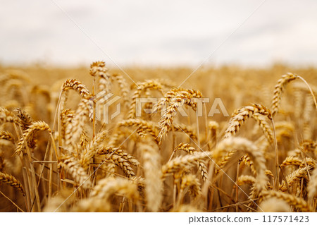 Ripe wheat field at sunset. Ears of golden wheat close up. Beautiful summer nature background. 117571423