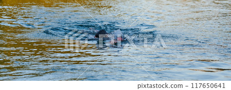 Triathlon athlete swimming on lake in sunrise wearing wetsuit 117650641