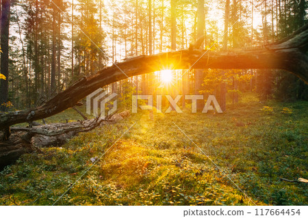 Sunlight Sunrays Shine Through Fallen Tree Trunk. Beautiful Sunset Sun Sunshine In Sunny Autumn Coniferous Forest. Autumn Season. Sunset Sunrise In Summer Forest Trees. Bright Sunshine 117664454