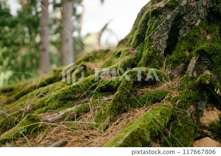 ?ree roots in forest covered with overgrown green moss, creeping over the rock. Forest bright colors 117667806