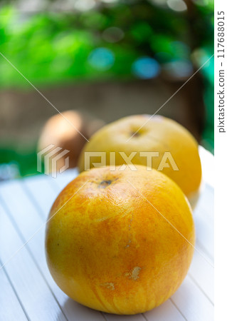 Photo of pomelo, yuzu, buntan 117688015