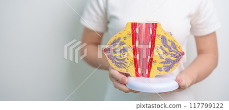 Woman holding Breast Anatomy model. Breast Augmentation Surgery, October Breast Cancer Awareness month, Pregnant, Diagnosis, Beauty woman enlargement and medical concept 117799122