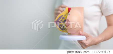 Woman holding Breast Anatomy model. Breast Augmentation Surgery, October Breast Cancer Awareness month, Pregnant, Diagnosis, Beauty woman enlargement and medical concept 117799123