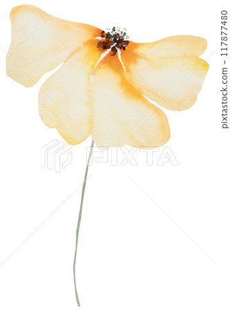 Watercolor orange wild flower isolated illustration, floral wedding and greeting element 117877480