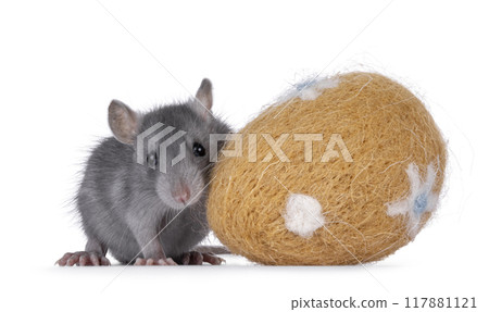 Grey rat and toy egg on white background 117881121